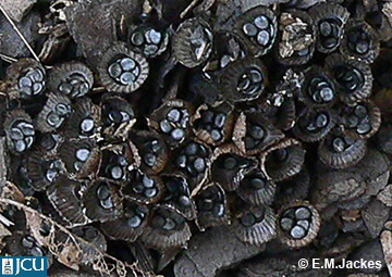 Image of Cyathus novae-zeelandiae