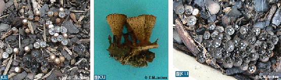 Images of Cyathus