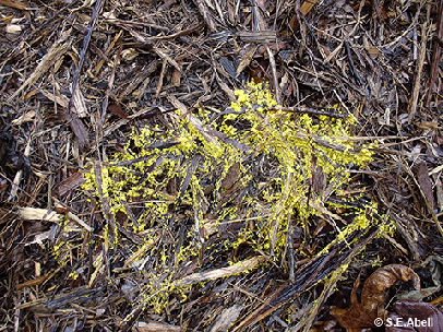 Image of Fuligo septica