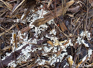 Image of Fuligo sp.