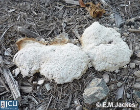 Image of Fuligo sp.