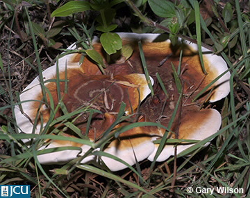Image of Ganoderma sp.