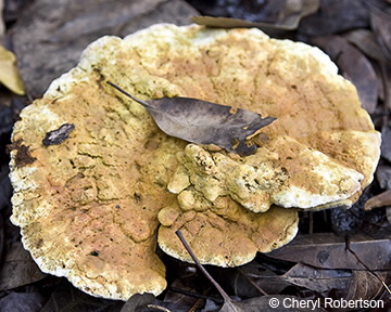 Image of Hapalopilus nidulans