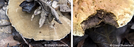 Images of Hapalopilus nidulans