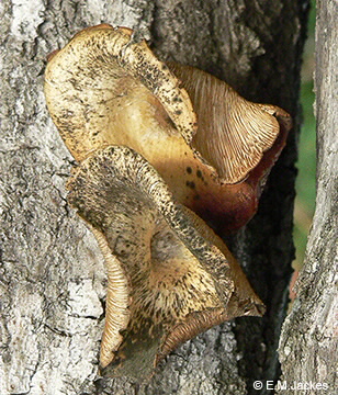 Image of Lentinus sajjor-caju