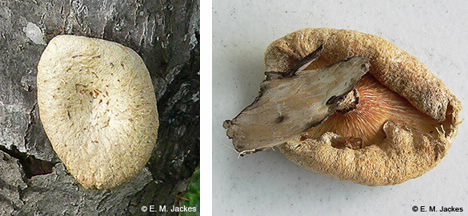 Images of Lentinus