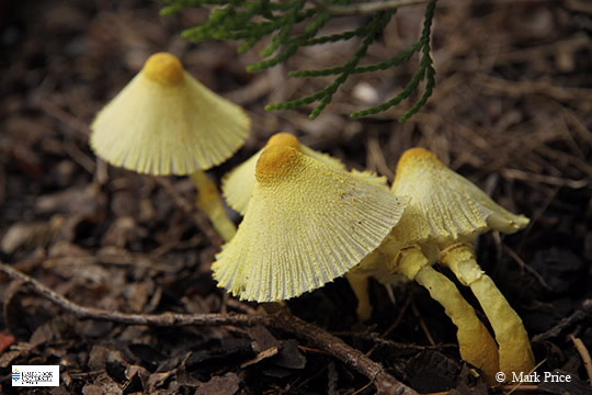 Image of Leucoprinus