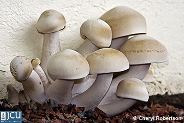 Image of Lyophyllum connatum