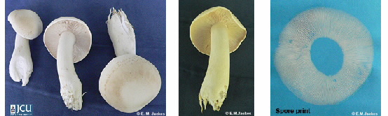 Images of Lyophyllum