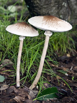 Image of Macrolepiota sp. 1