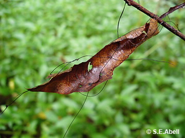 Image of Marasmius crinisequi