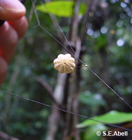 Image of Marasmius crinisequi