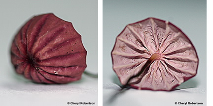 Images of Marasmius