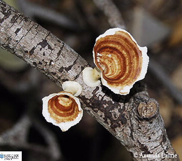 Image of Microporus xanthopus