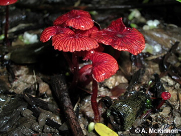 Image of Mycena viscidocruenta