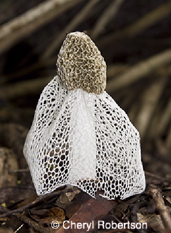Image of Phallus indusiatus