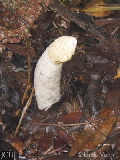 Phallus indusiatus