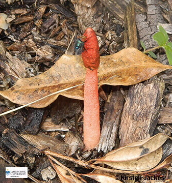 Image of Phallus rubicundus