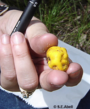 Image of Royoungia boletoides
