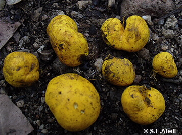 Image of Royoungia boletoides
