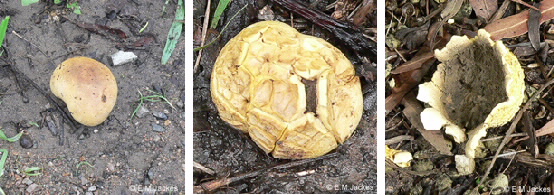 Three images of Scleroderma cepa