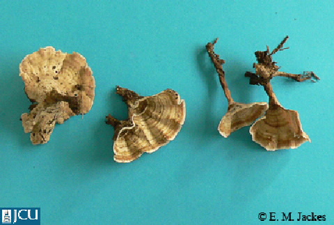 Images of Stereum sp.