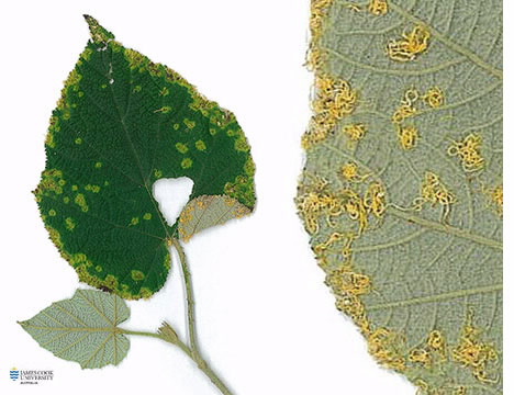 Image of Teloschistes