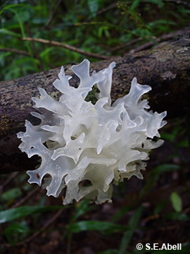 Image of Tremella fuciformis