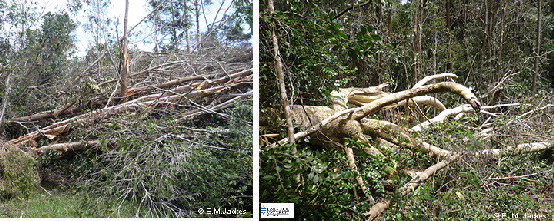 Image of fallen trees 