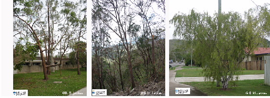 Three oimages of trees showing little cyclone damage