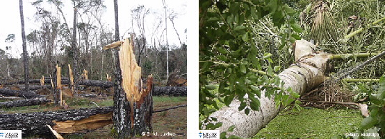 Iamges of pine tree bases and fallen fishtail palm