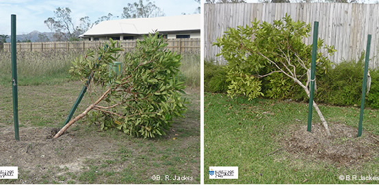 Two images of small shrubs