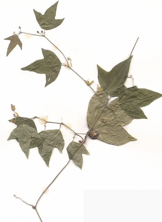 Scan of Passiflora suberosa