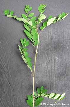 Image of Phyllanthus amarus