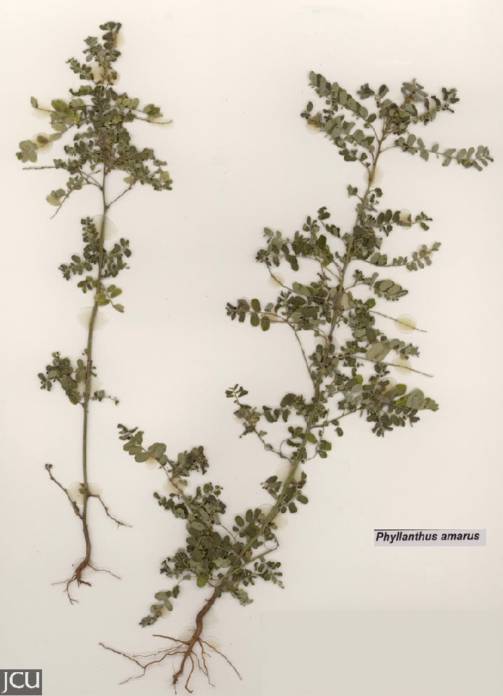 Phyllanthus amarus