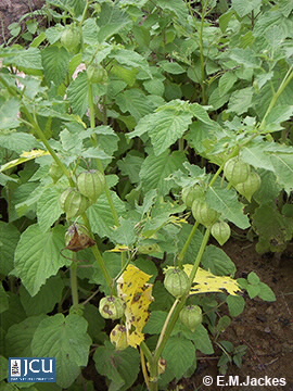 Image of Physalis angulata