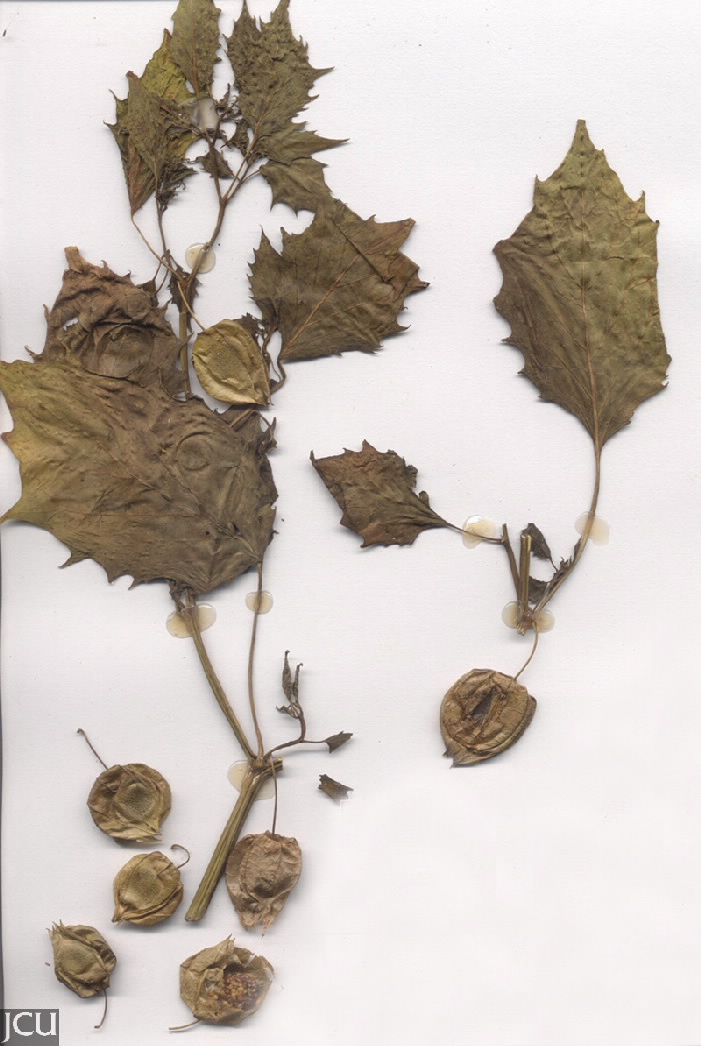 Physalis angulata