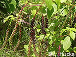 Small image of Phytolacca