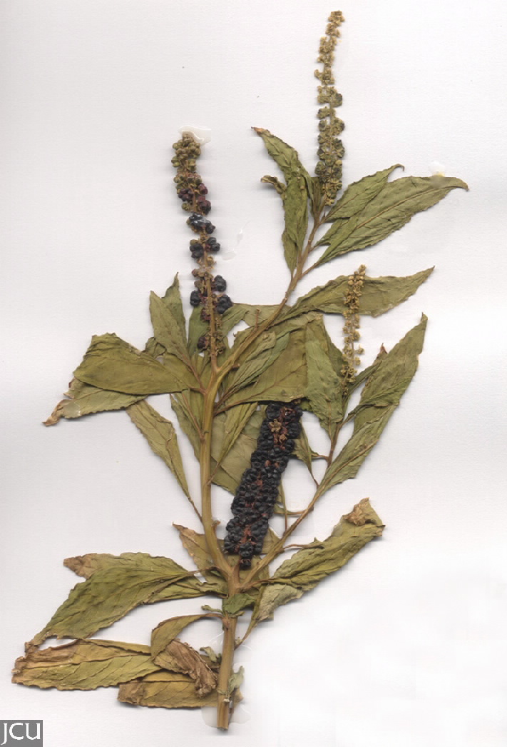 Phytolacca octandra