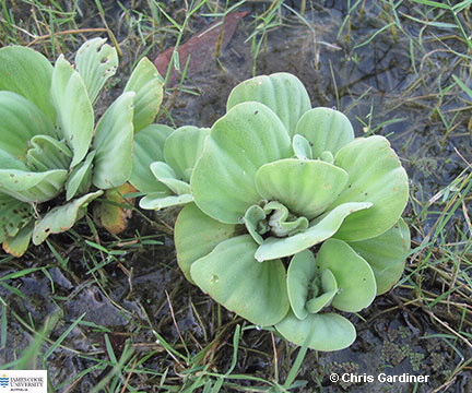 Image of Pistia stratiotes