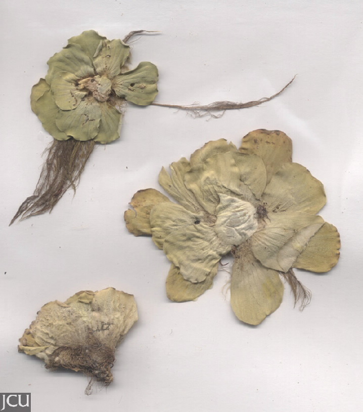 Pistia stratiotes