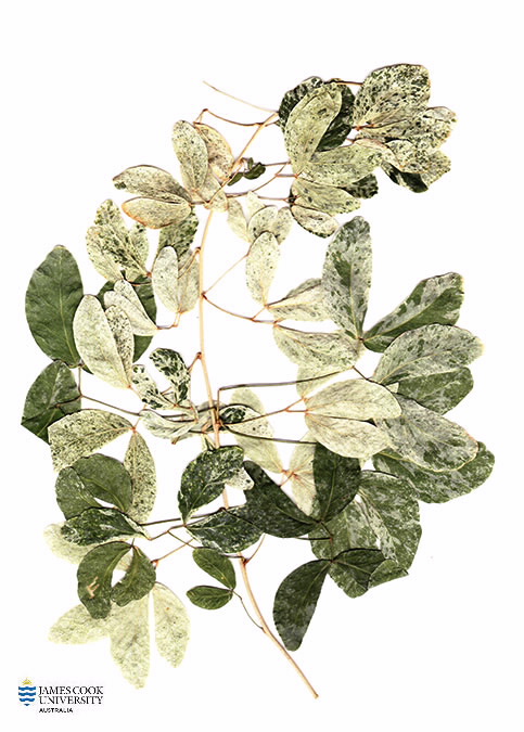 Scan of herbarium specimen of Pithecellobium