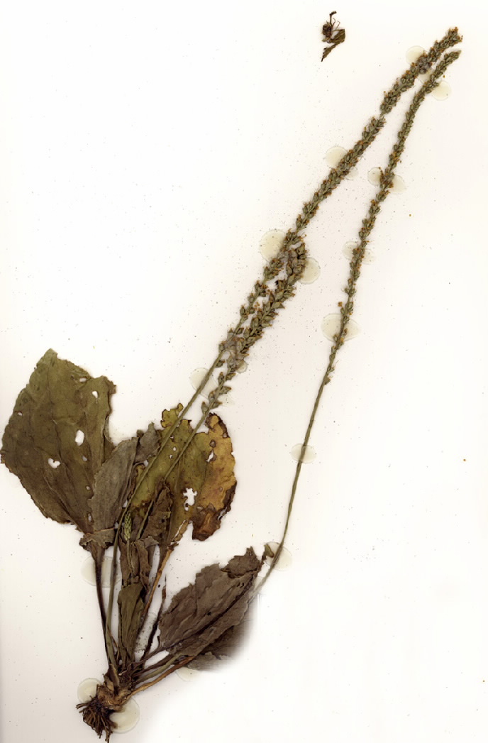 Plantago major