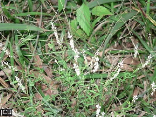 Polygala paniculata