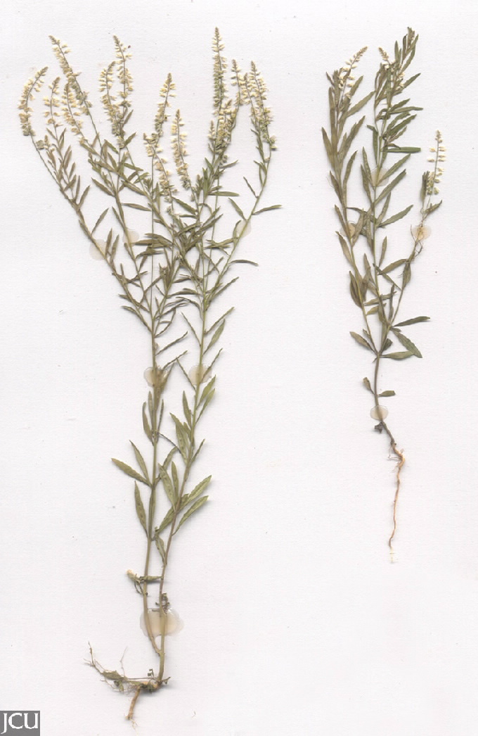 Polygala paniculata