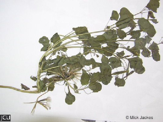 Porophyllum ruderale