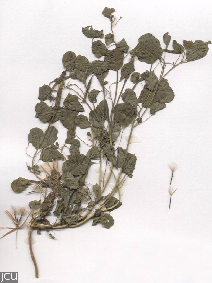 Porophyllum ruderale