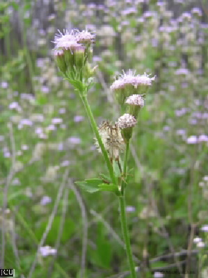Porophyllum ruderale