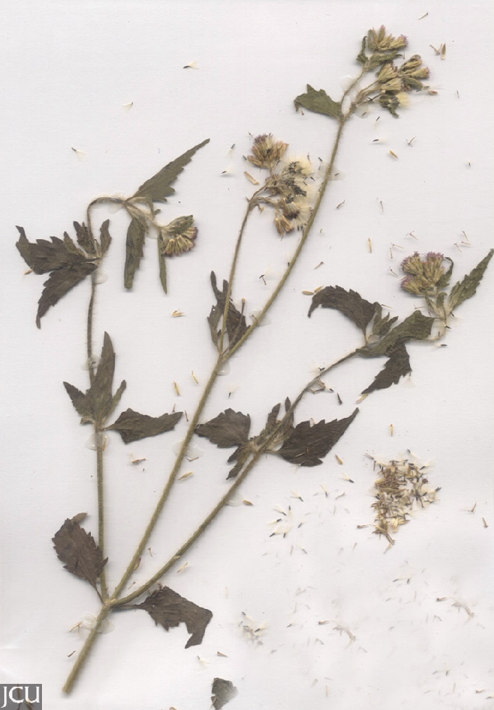 Praxelis clematidea