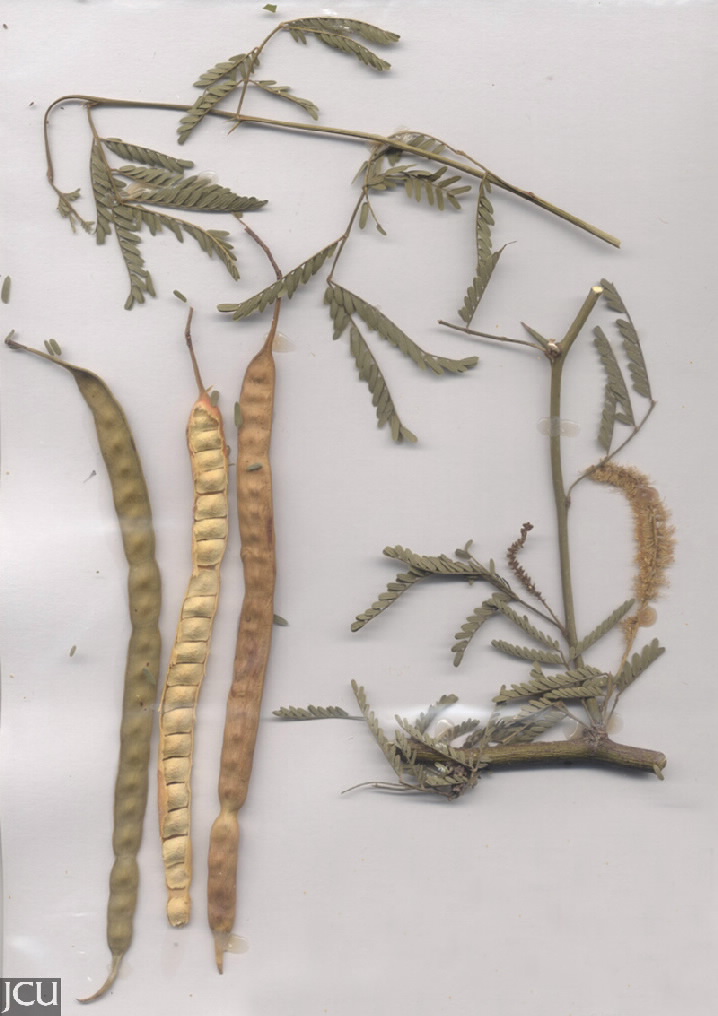 Prosopis pallida